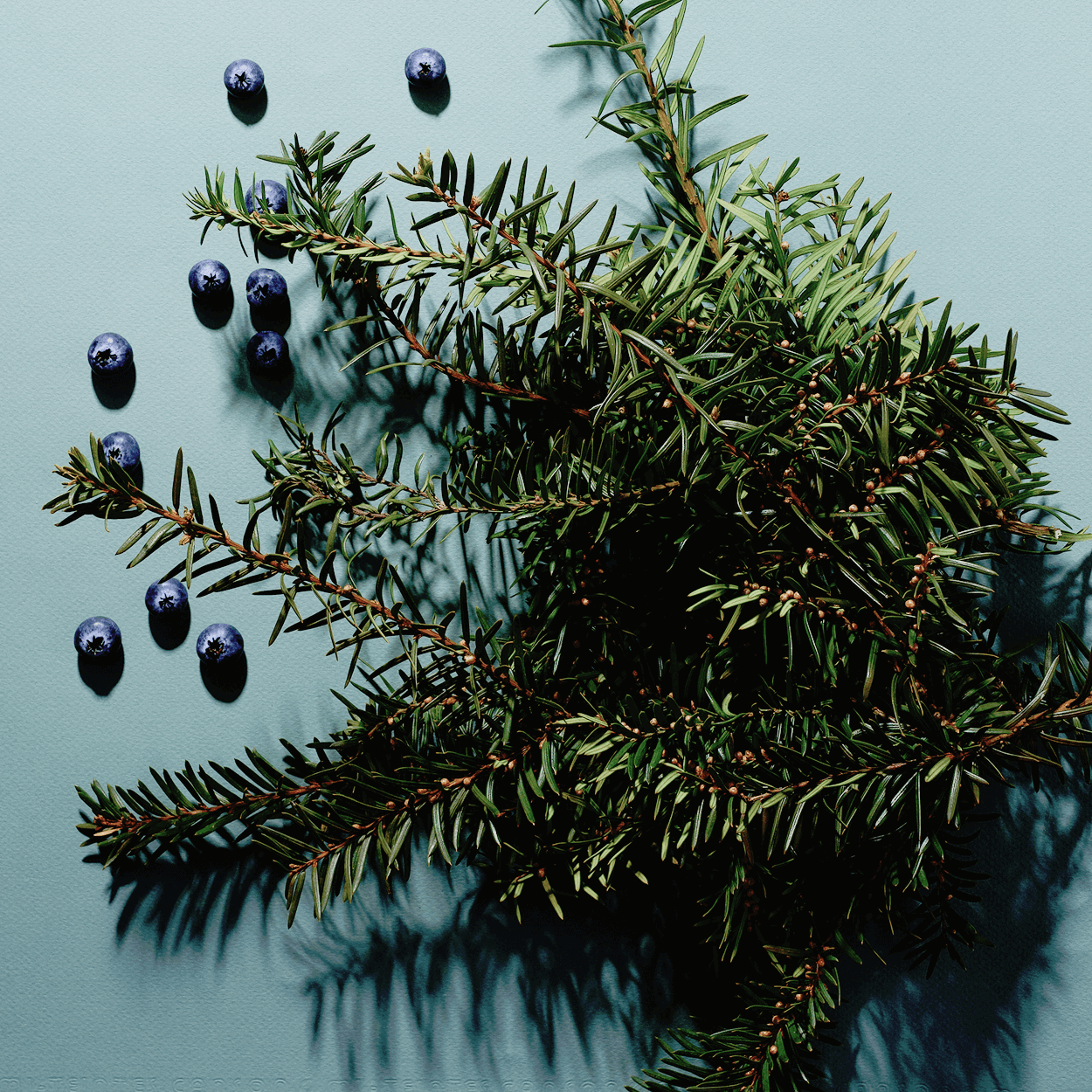 No 04 — Eucalyptus, Balsam, Wild Berries