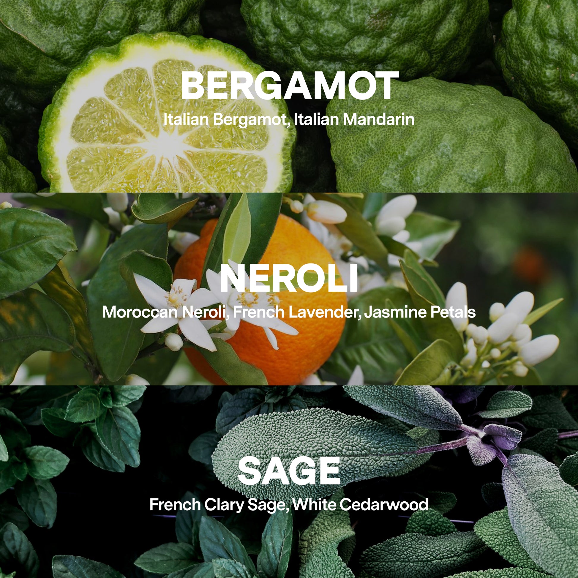 Neroli Noir fragrance notes: Top — Bergamot (Italian Bergamot, Mandarin), Heart — Neroli (Moroccan Neroli, French Lavender, Jasmine Petals), Base — Sage (French Clary Sage, White Cedarwood).