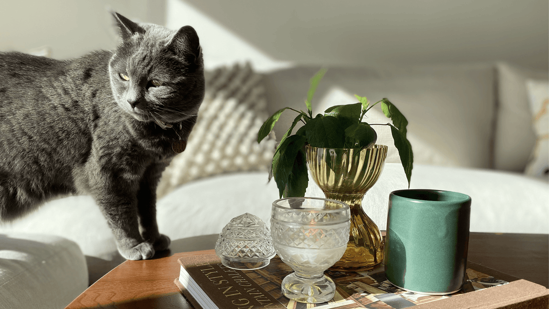 Are candles safe for pets? What dog and cat owners should know
