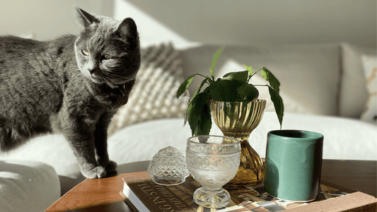 Are candles safe for pets? What dog and cat owners should know
