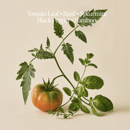 Farm Tomatoes