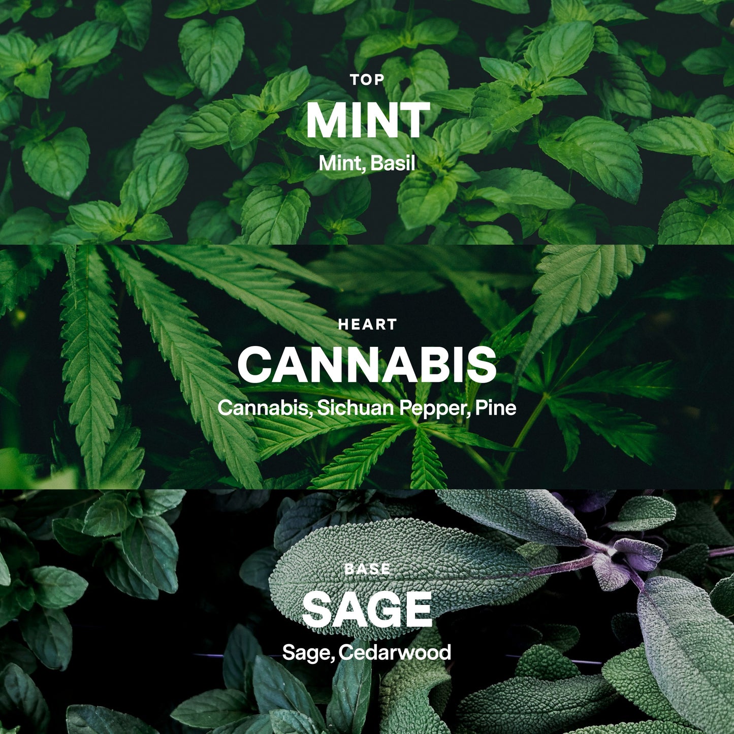 No 12 — Mint, Cannabis, Sage