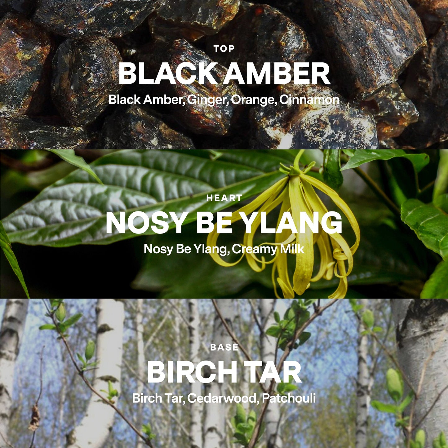 No 15 — Black Amber, Nosy Be Ylang, Birch Sap