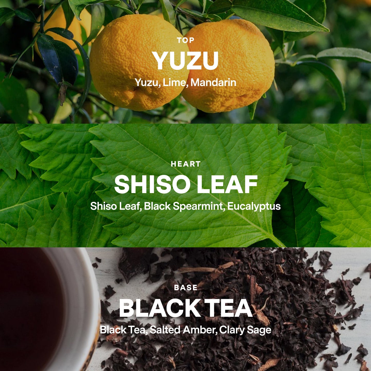 No 10 — Yuzu, Shiso Leaf, Black Tea