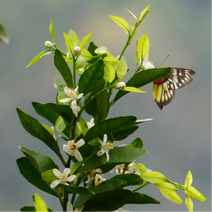 Neroli Noir