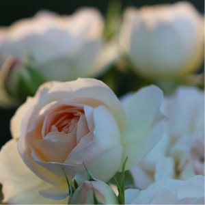 No. 01 Rose