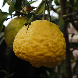 Yuzu Bloom