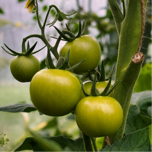 Farm Tomatoes