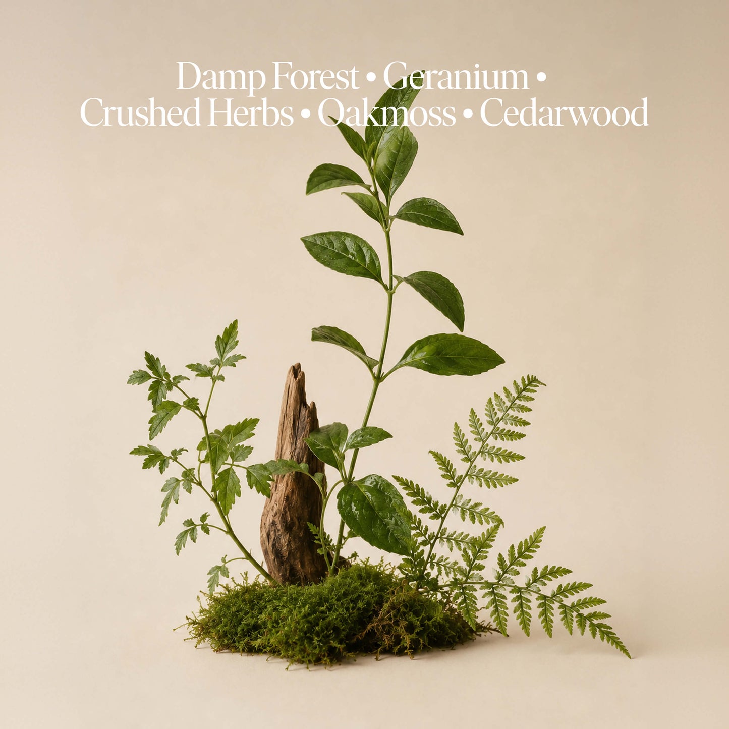 Forest Bathing Set