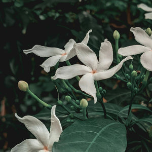 No. 03 Jasmine