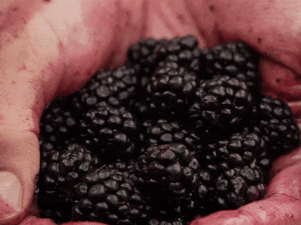 Blackberry Crush — Blackberry, Spearmint, Honey