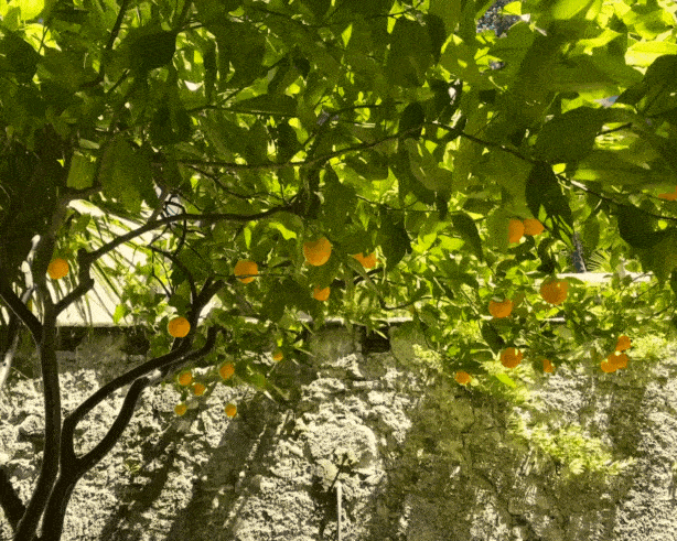 Sun-kissed Citrus Pack